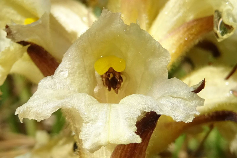 probabile: Orobanche salviae